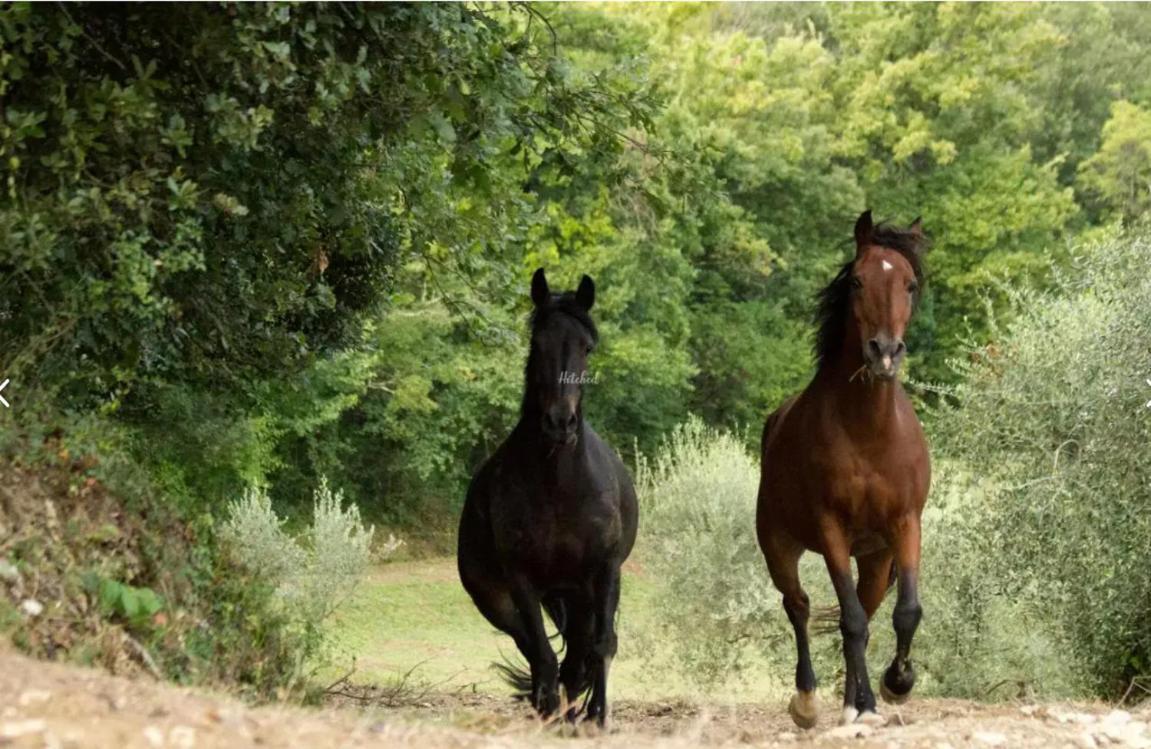 Agriturismo La Fonte Perugia Ngoại thất bức ảnh